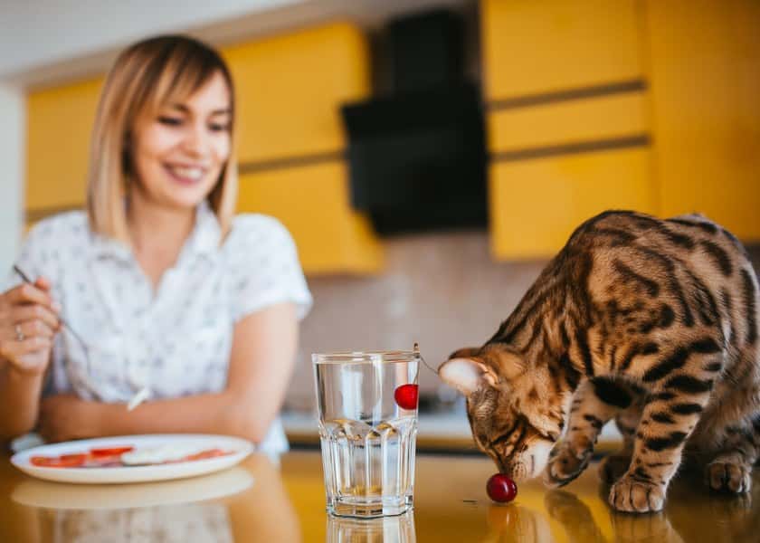why-do-cats-knock-things-off-tables