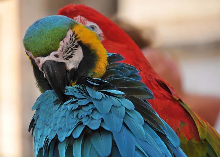 why-do-birds-preen