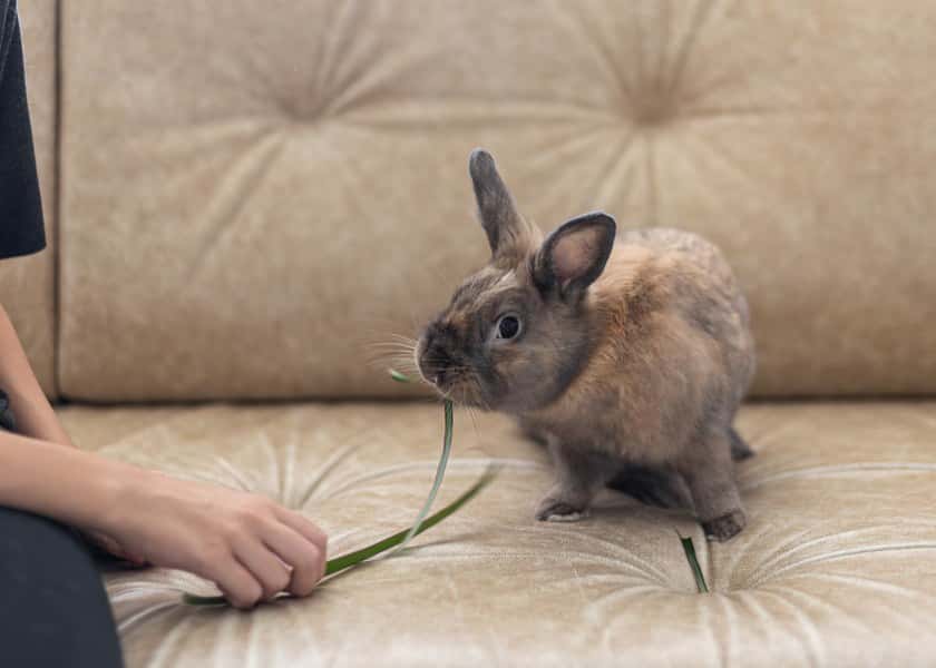 why-do-rabbits-chin-things