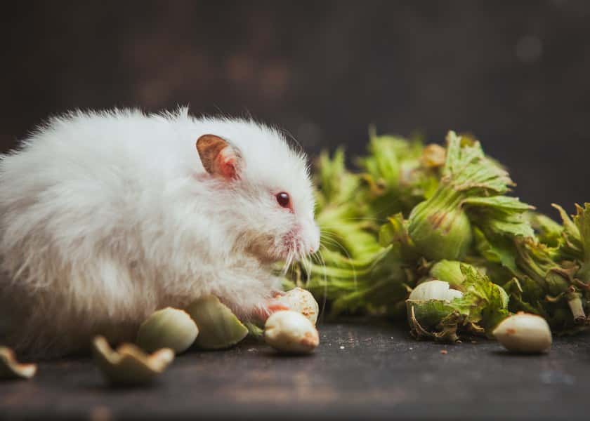 why-do-hamsters-squeak