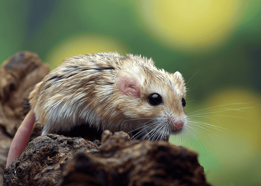 why-do-gerbils-thump-their-feet-what-it-means