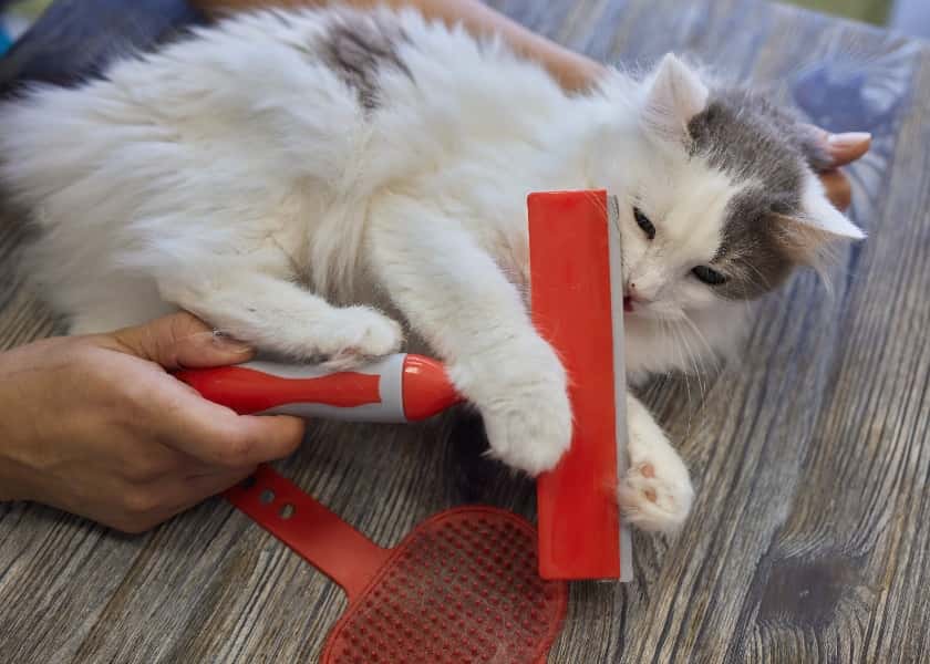 long-haired-cat-care-5-hidden-fur-problems-to-watch-for