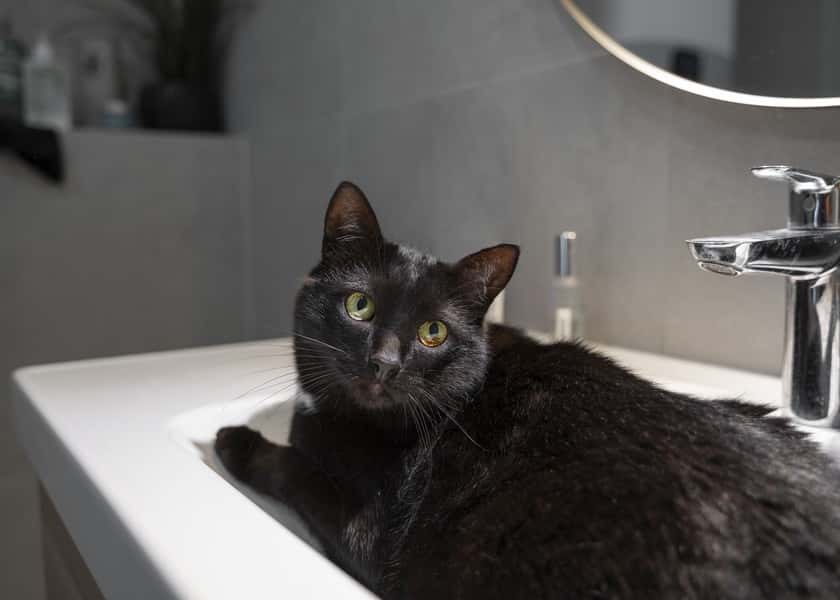 why-do-cats-follow-you-to-the-bathroom