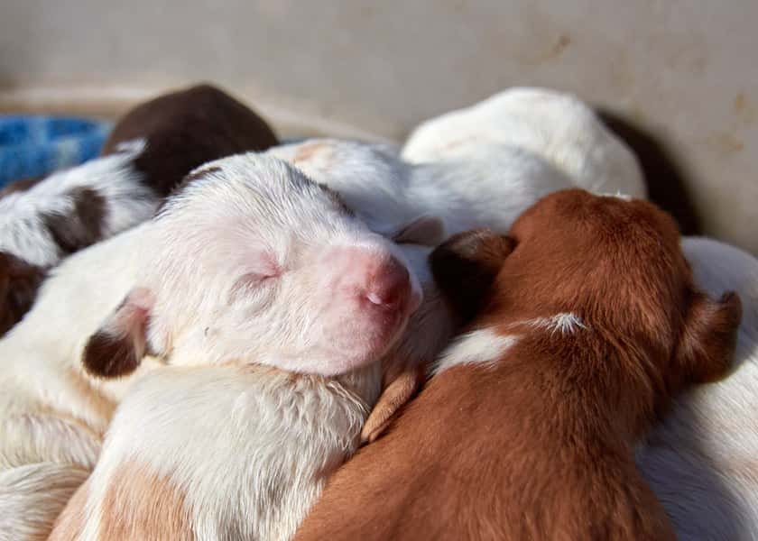 puppy-livestream-finland