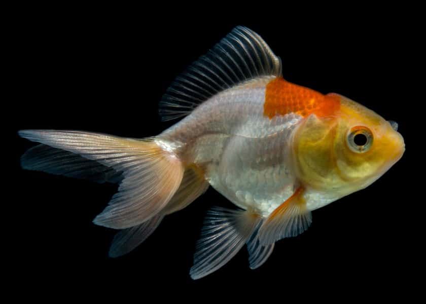 why-do-goldfish-change-color