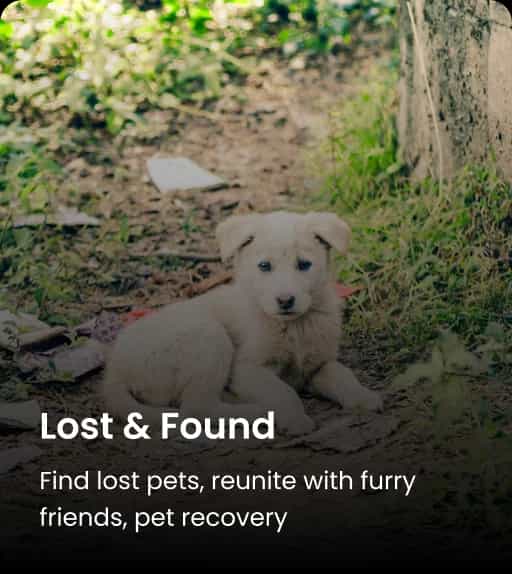Lost and Found