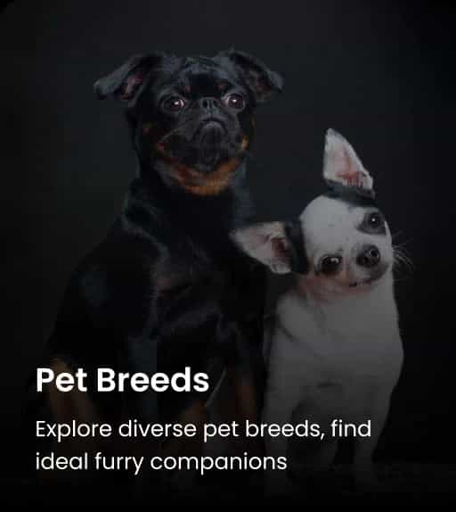 Pet Breeds